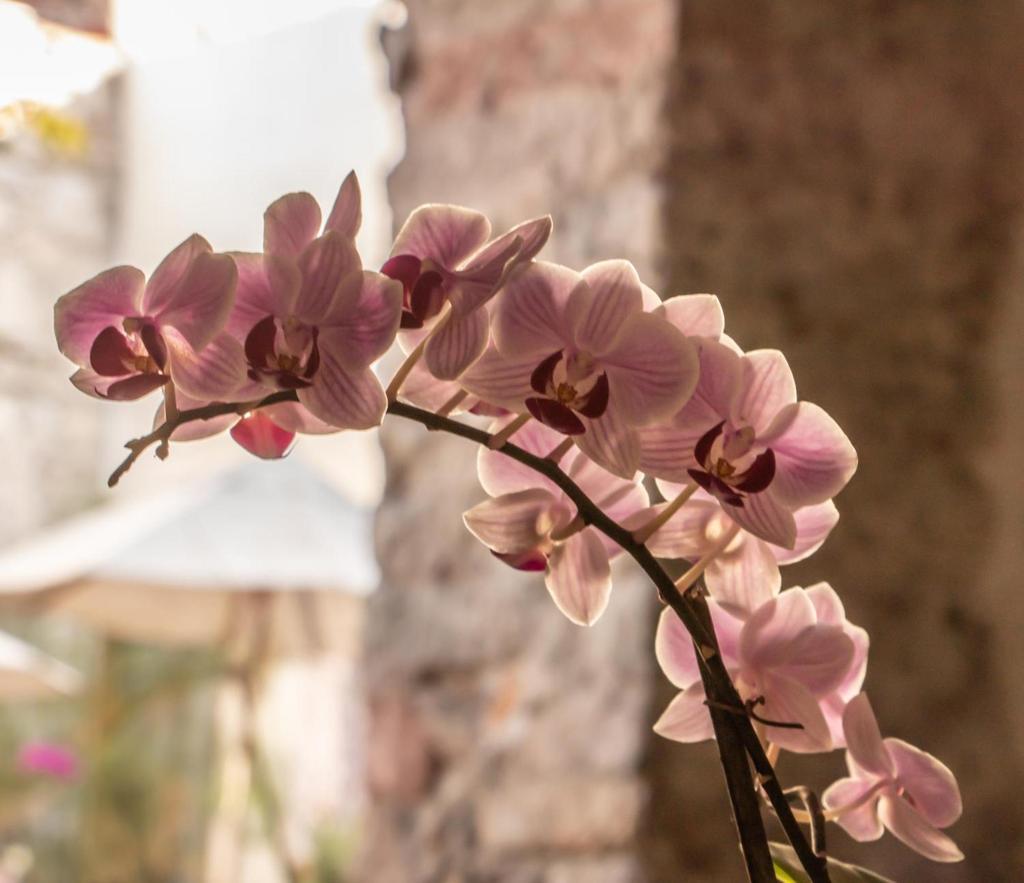 Orchid House San Miguel De Allende Bagian luar foto